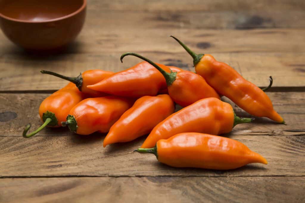 Aji Amarillo Westlandpeppers