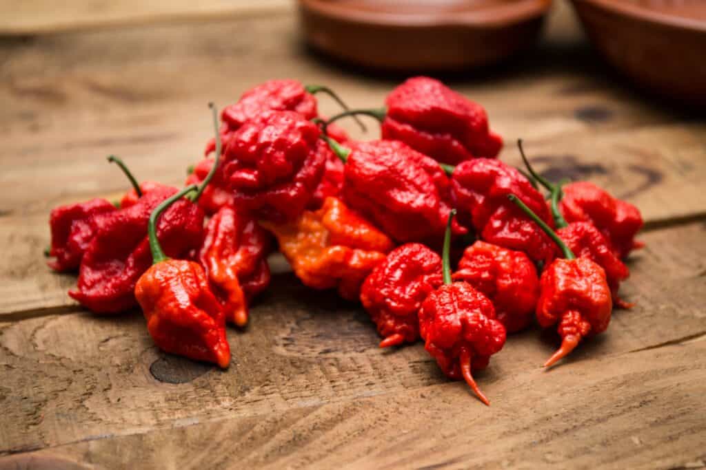 Carolina reaper Westlandpeppers