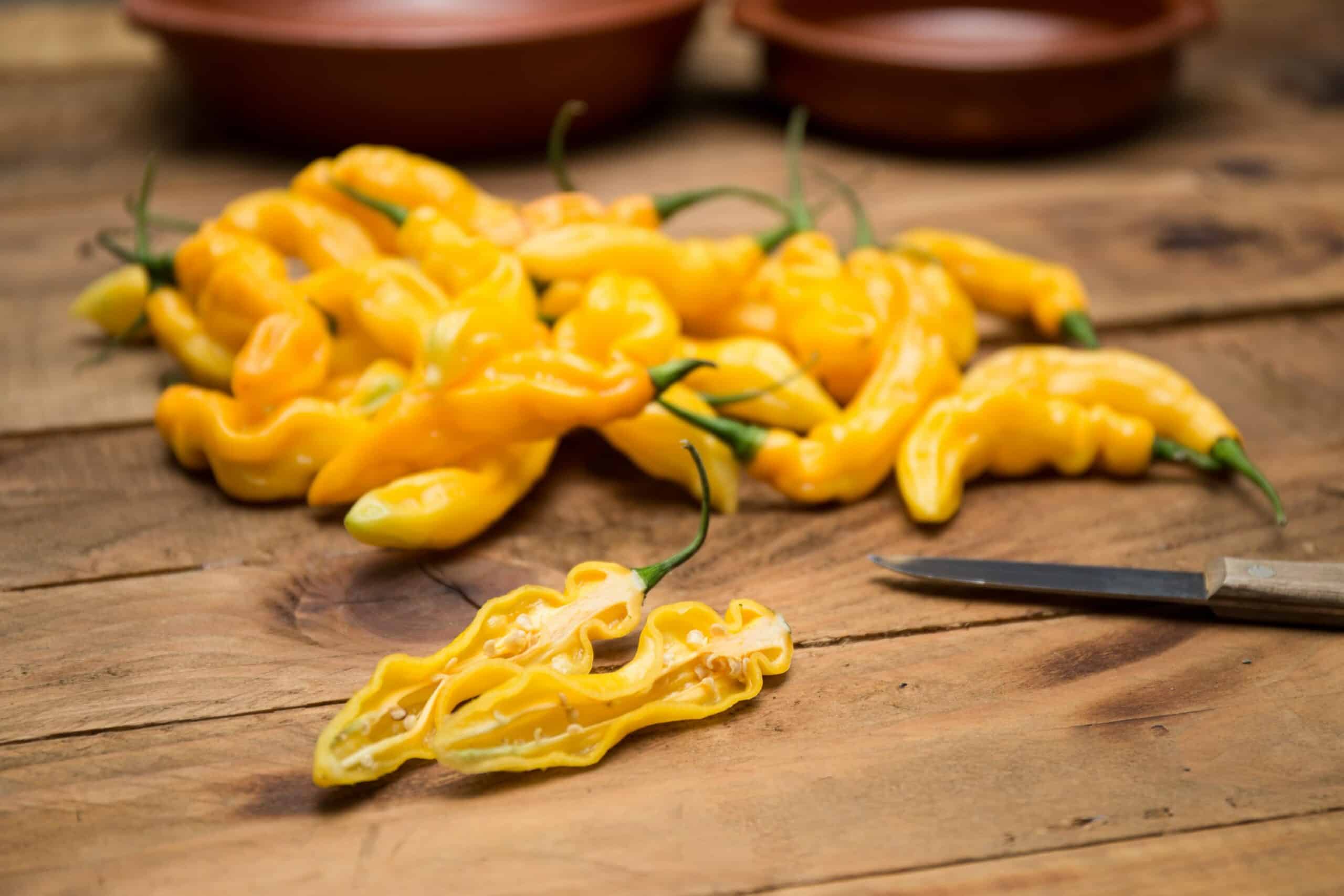 Madame Jeanette lemon habanero westlandpeppers