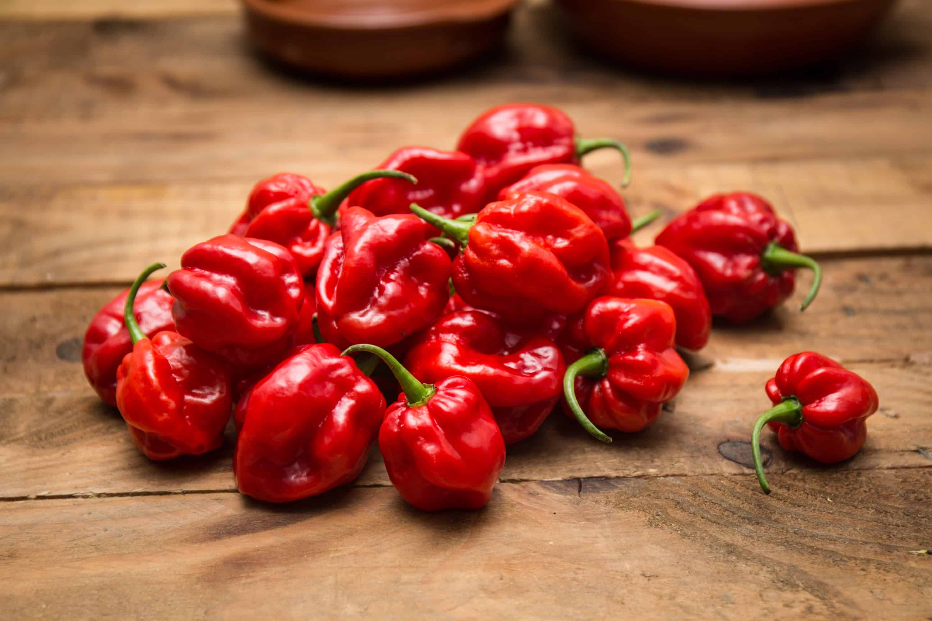 Habanero / Adjuma - WestlandPeppers | Webshop
