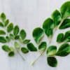 Moringa Westlandpeppers