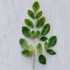 Moringa Westlandpeppers