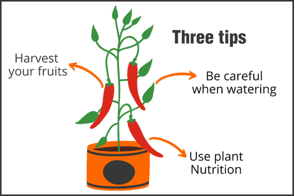 Tips for growing peppers Westlandpeppers