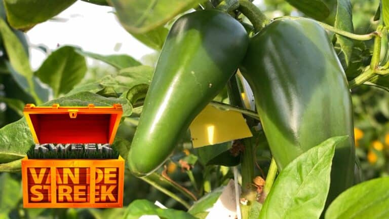 Kweek van de streek Westlandpeppers