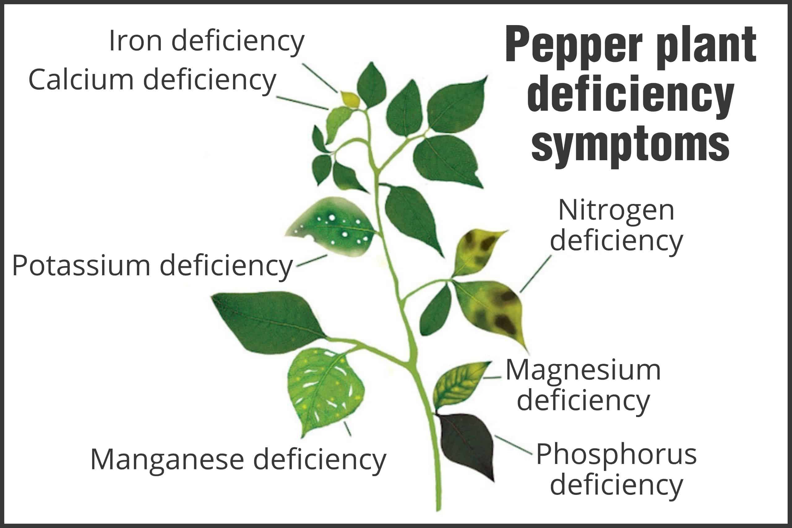 Nutriments Et Carences Pour Votre Plante De Piment Westlandpeppers