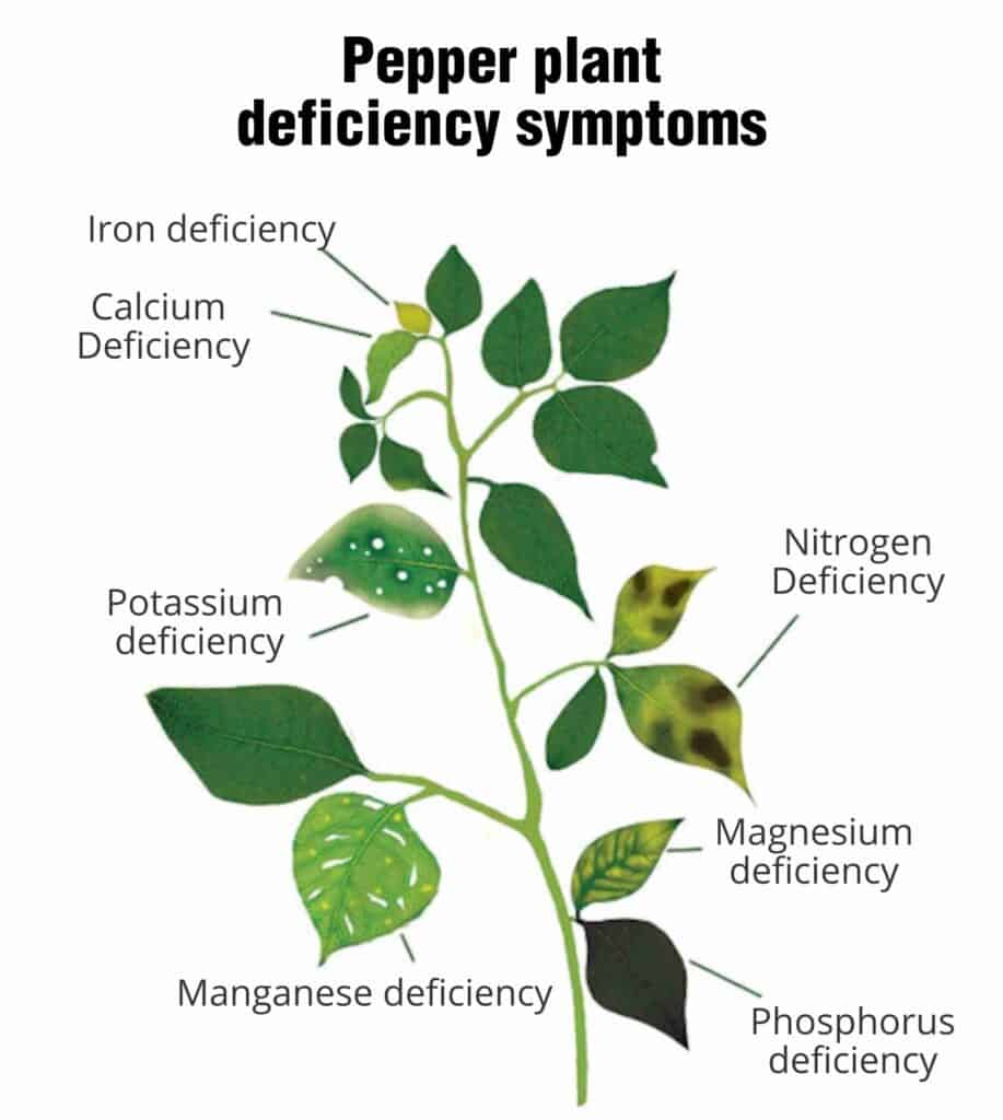 manganese deficiency in plants