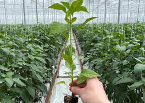 Madame jeanette Plant/Stek