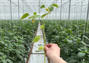 Tomatillo Plant/Stek