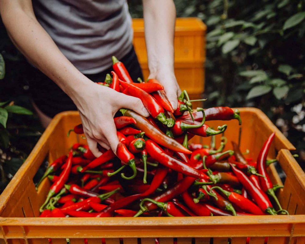 Verse pepers Westlandpeppers